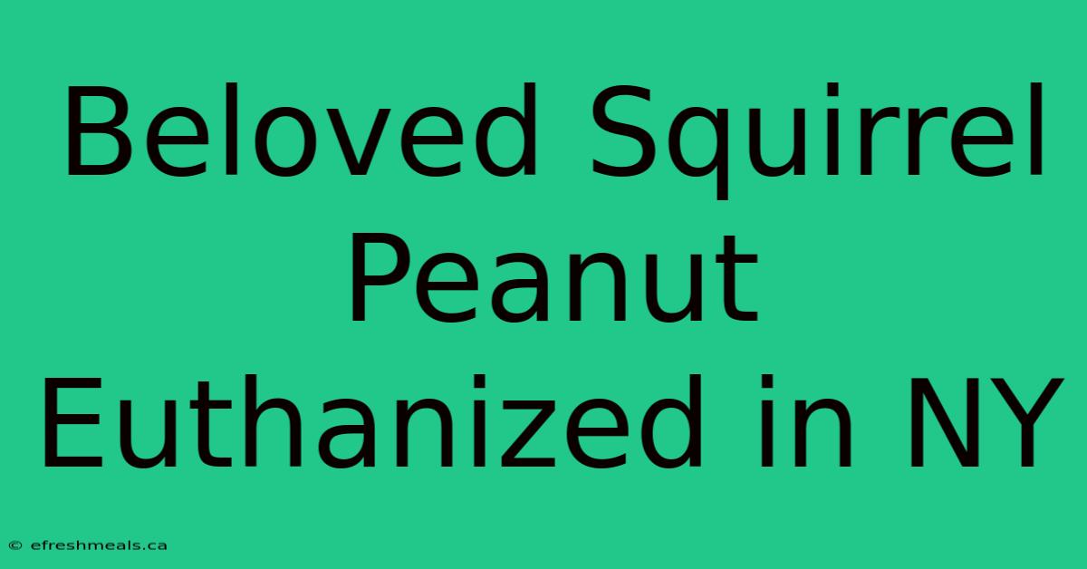 Beloved Squirrel Peanut Euthanized In NY