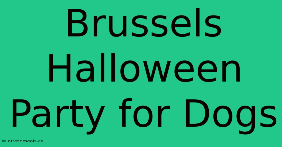 Brussels Halloween Party For Dogs