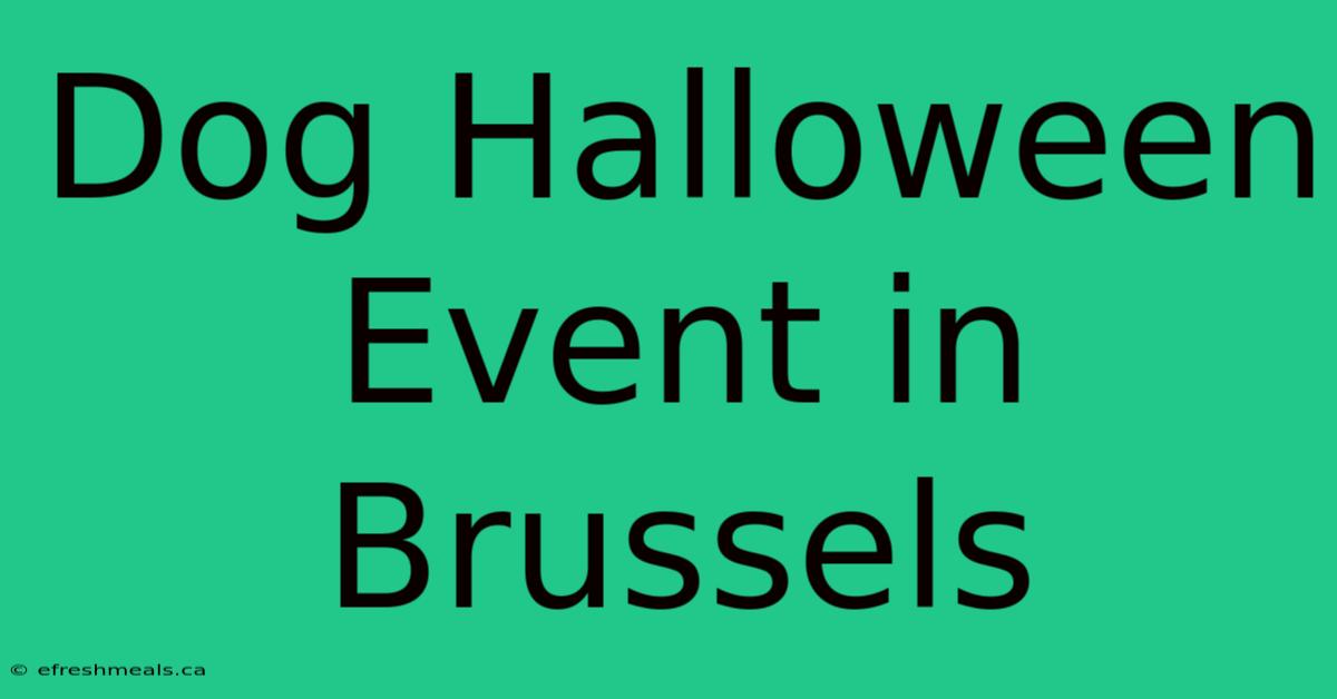 Dog Halloween Event In Brussels