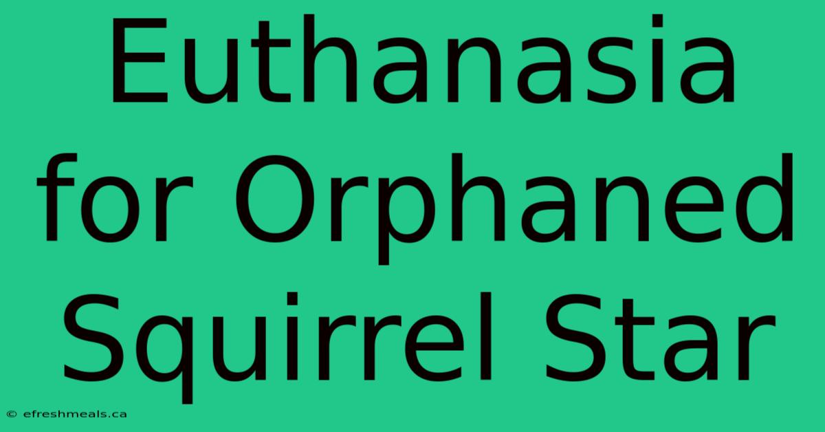 Euthanasia For Orphaned Squirrel Star