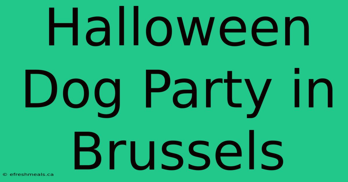 Halloween Dog Party In Brussels