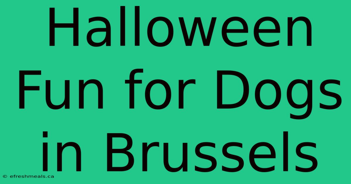 Halloween Fun For Dogs In Brussels