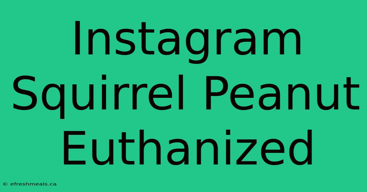 Instagram Squirrel Peanut Euthanized