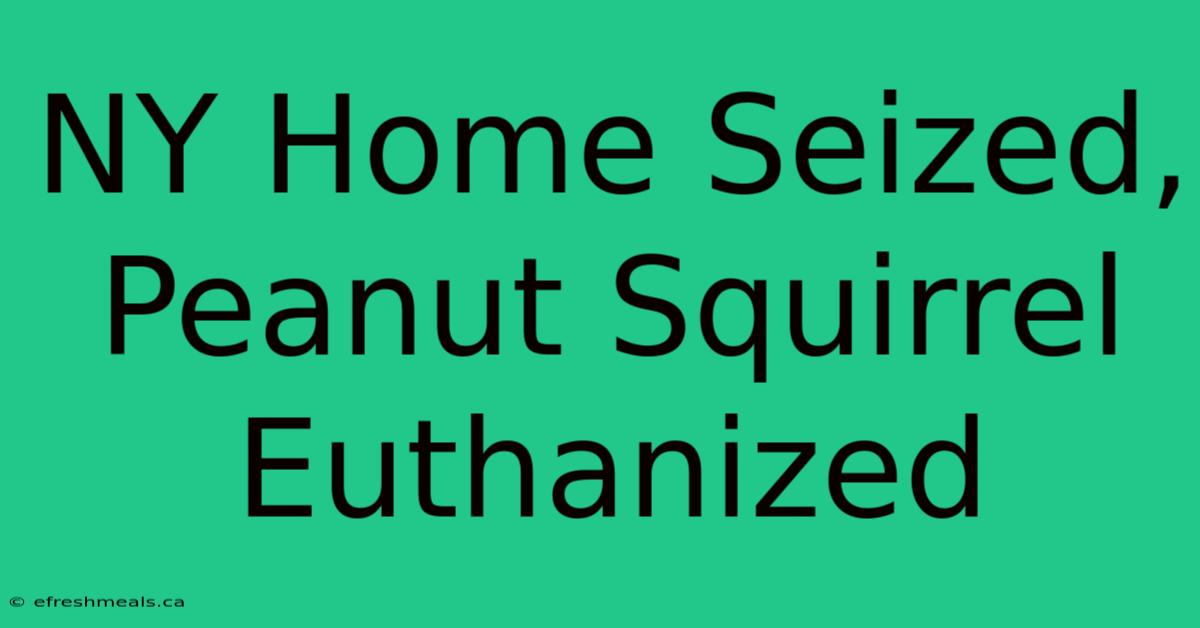 NY Home Seized, Peanut Squirrel Euthanized