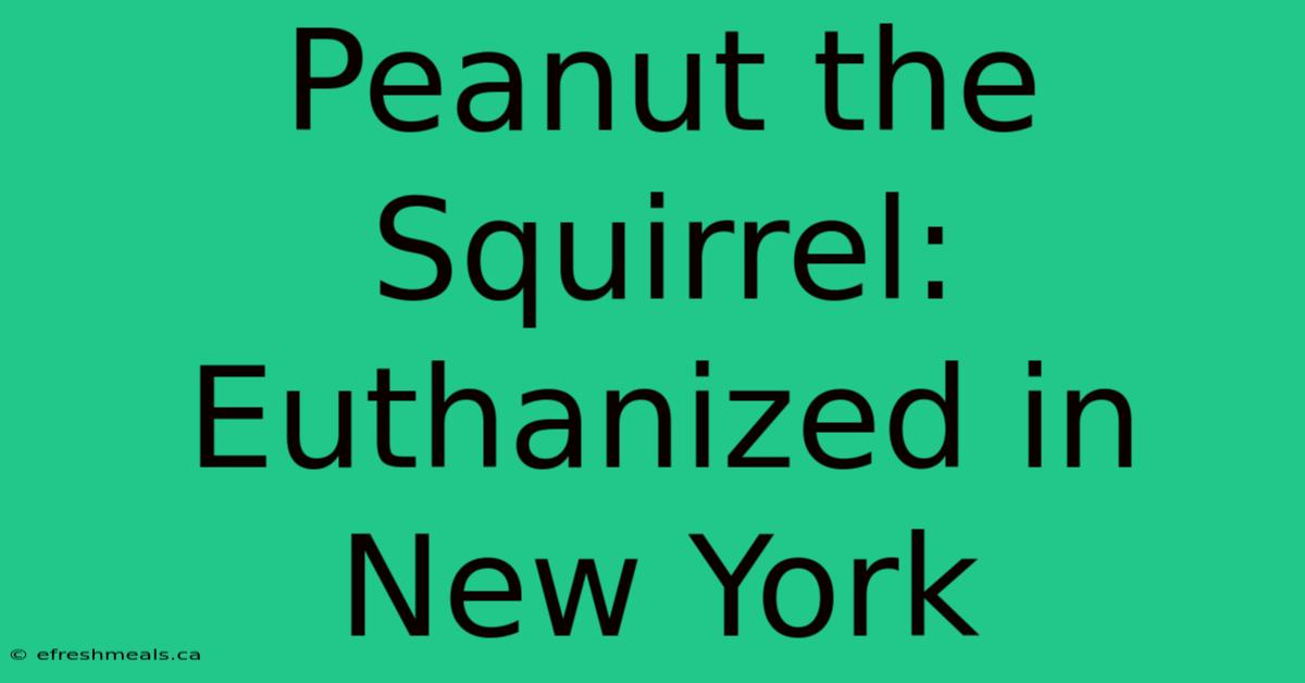 Peanut The Squirrel: Euthanized In New York