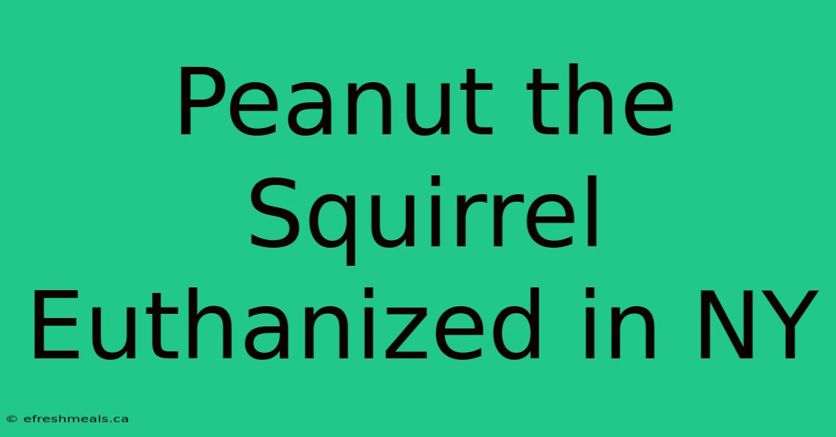 Peanut The Squirrel Euthanized In NY