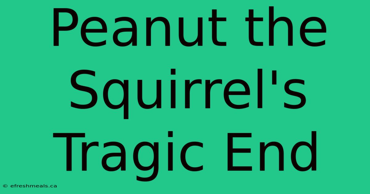 Peanut The Squirrel's Tragic End