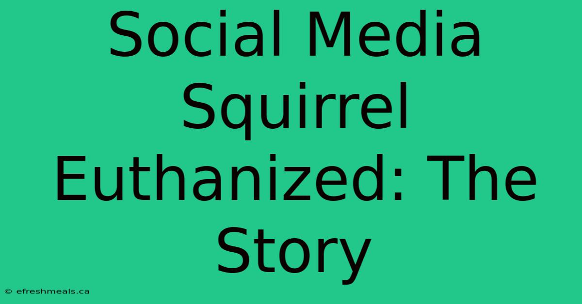 Social Media Squirrel Euthanized: The Story